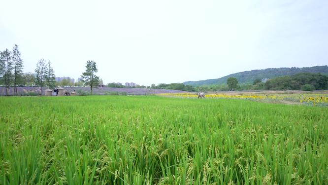 武汉洪山区光谷花海风景实拍视频