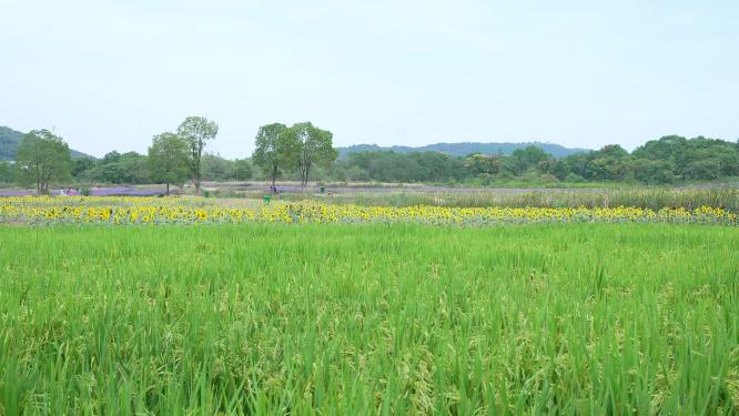 武汉洪山区光谷花海风景实拍视频