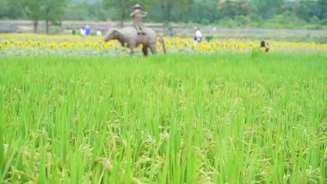 武汉洪山区光谷花海风景实拍视频