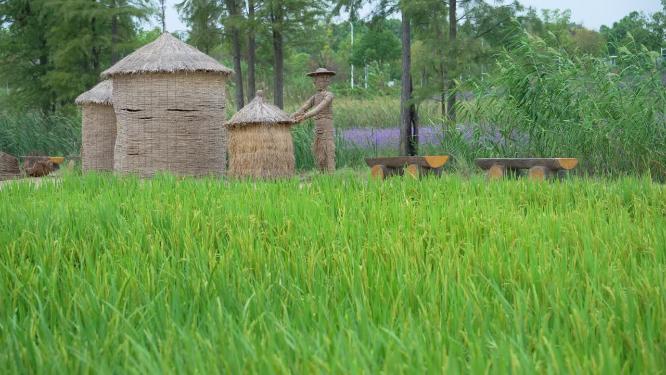 武汉洪山区光谷花海风景实拍视频