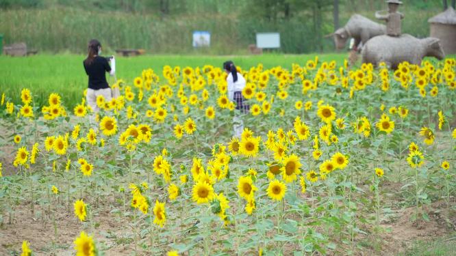 武汉洪山区光谷花海风景实拍视频