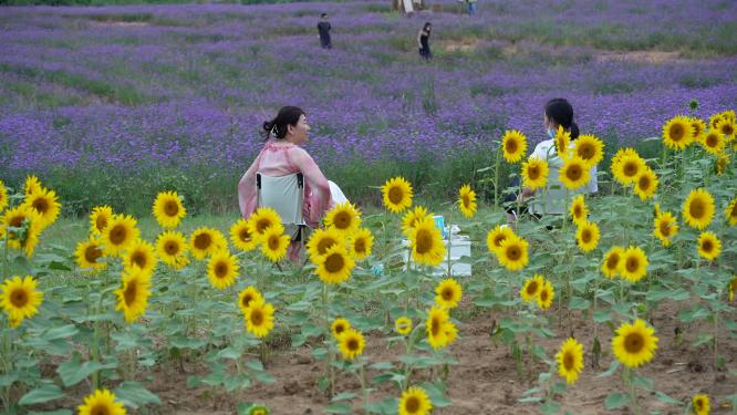 武汉洪山区光谷花海风景实拍视频