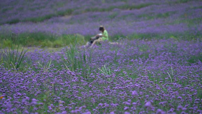 武汉洪山区光谷花海风景实拍视频