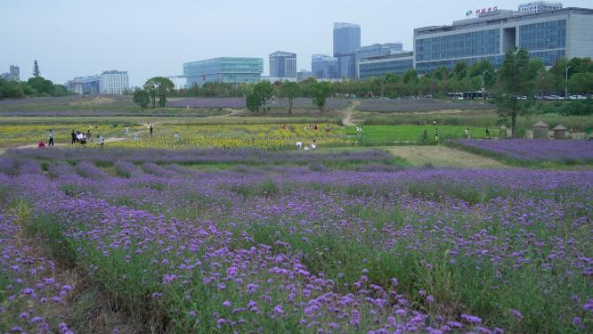 武汉洪山区光谷花海风景实拍视频