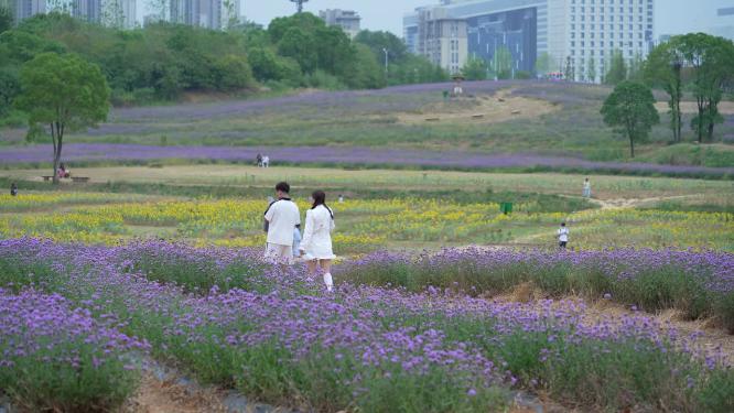 武汉洪山区光谷花海风景实拍视频