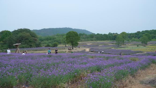 武汉洪山区光谷花海风景实拍视频