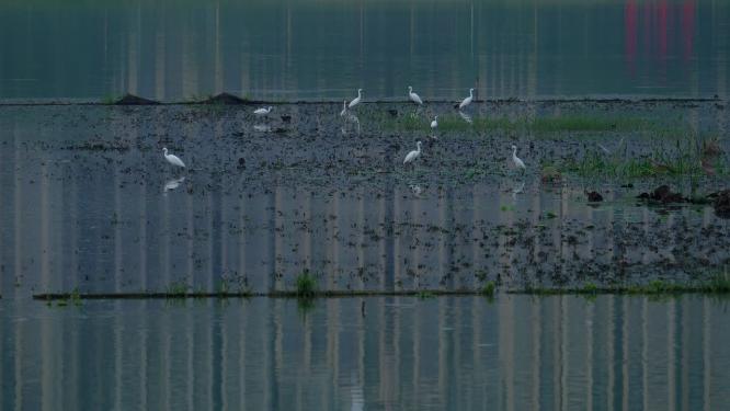 武汉洪山区杨春湖公园风景实拍视频