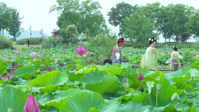 武汉洪山区东湖磨山景区盆景园实拍视频