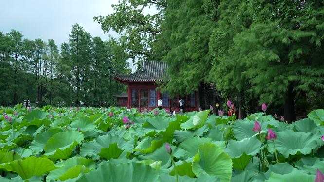 武汉洪山区东湖磨山景区盆景园实拍视频
