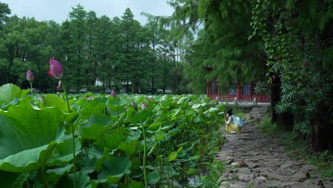 武汉洪山区东湖磨山景区盆景园实拍视频