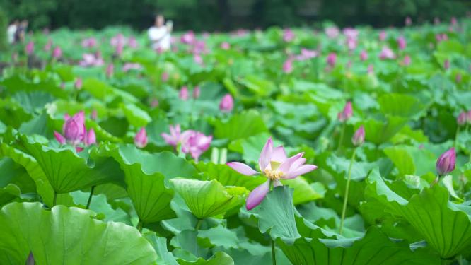 武汉洪山区东湖磨山景区盆景园实拍视频