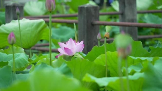 武汉洪山区东湖磨山景区盆景园实拍视频