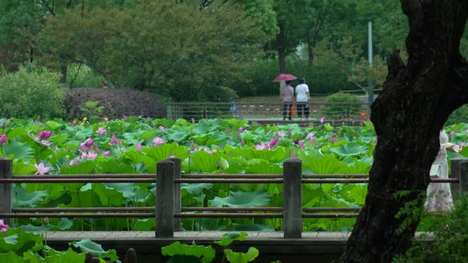 武汉洪山区东湖磨山景区盆景园实拍视频