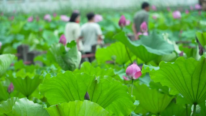 武汉洪山区东湖磨山景区盆景园实拍视频