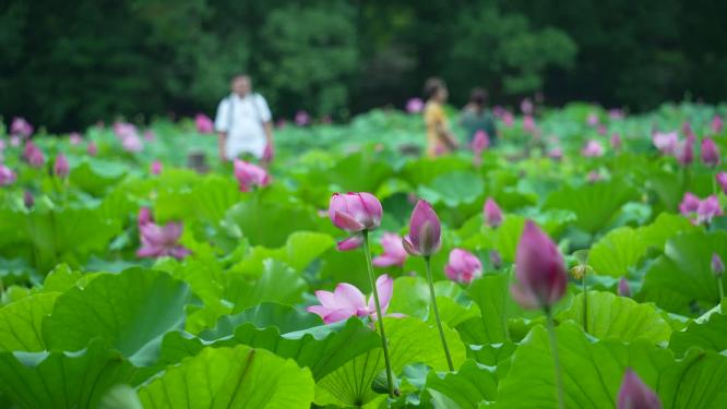 武汉洪山区东湖磨山景区盆景园实拍视频