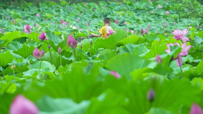 武汉洪山区东湖磨山景区盆景园实拍视频