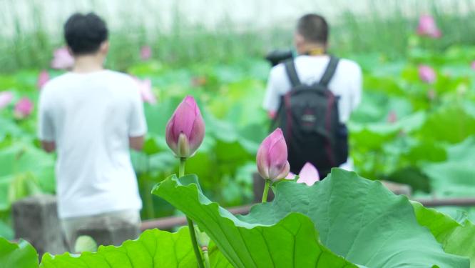 武汉洪山区东湖磨山景区盆景园实拍视频