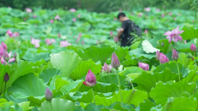 武汉洪山区东湖磨山景区盆景园实拍视频