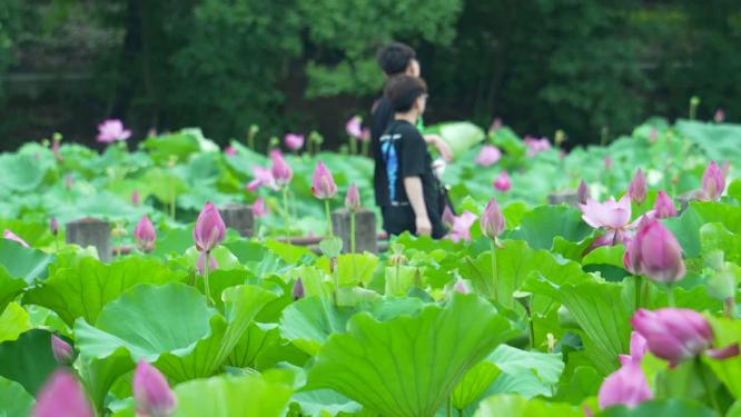 武汉洪山区东湖磨山景区盆景园实拍视频