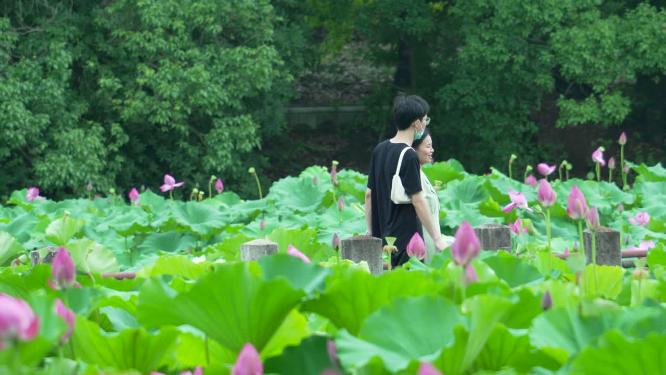 武汉洪山区东湖磨山景区盆景园实拍视频