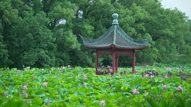 武汉洪山区东湖磨山景区盆景园实拍视频