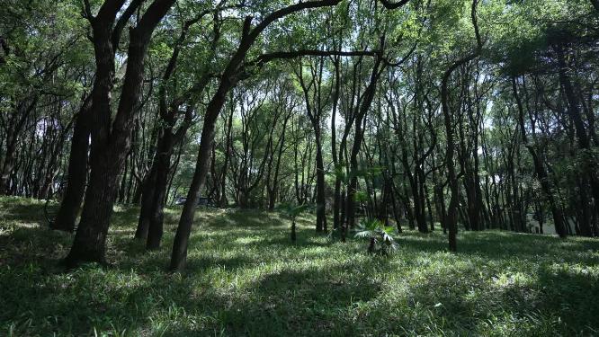 武汉洪山区落雁峰景区实拍视频