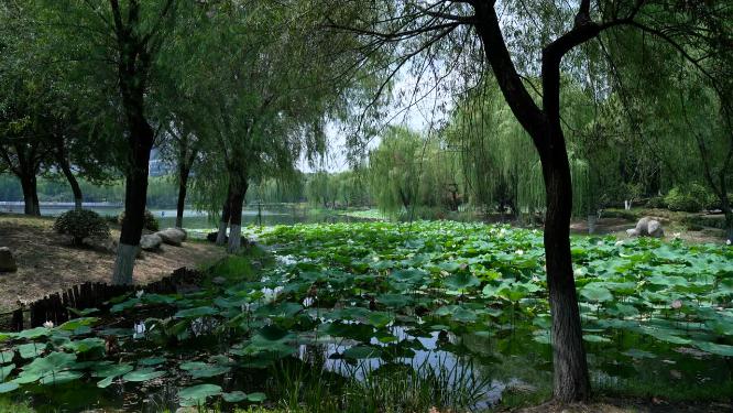 武汉江岸区后襄河公园实拍视频