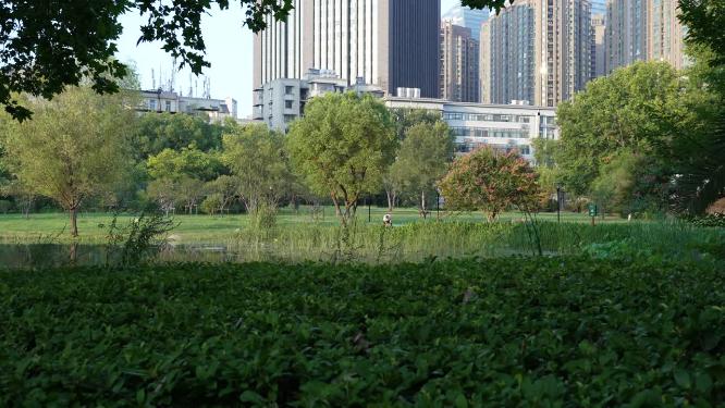 武汉江岸区解放公园实拍视频