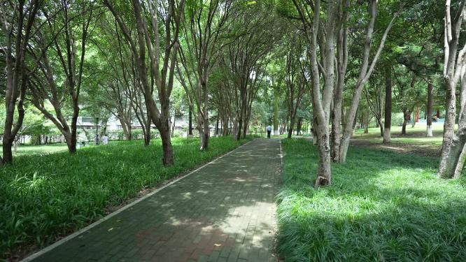 武汉江岸区解放公园实拍视频