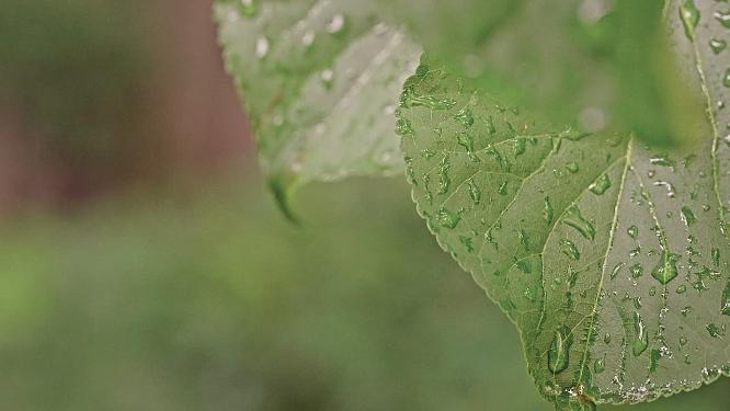 下雨后的绿色树叶与雨滴露水特写
