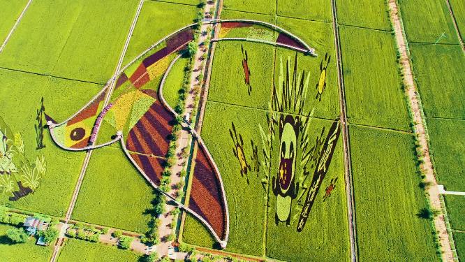 辽宁沈阳沈北新区稻梦空间航拍稻田画