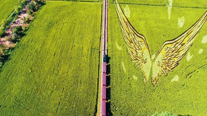 辽宁沈阳沈北新区稻梦空间航拍稻田画