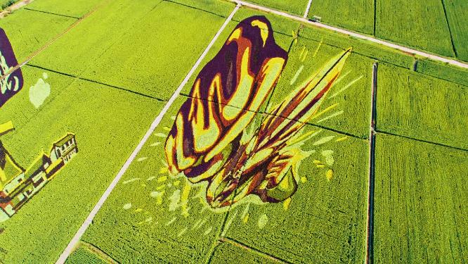 辽宁沈阳沈北新区稻梦空间航拍稻田画
