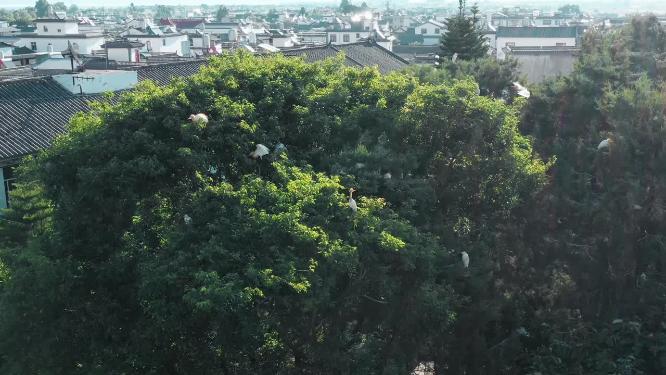 回巢白鹭航拍