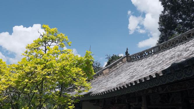 云南巍山巍宝山道观内的玉兰树叶