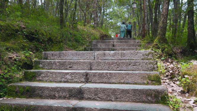 云南巍宝山树林小路