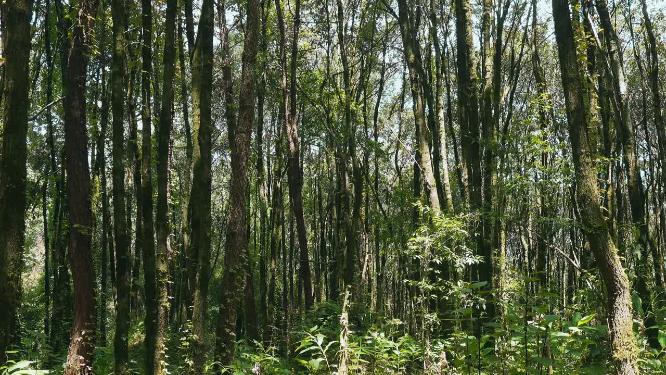 野外山上茂密树林