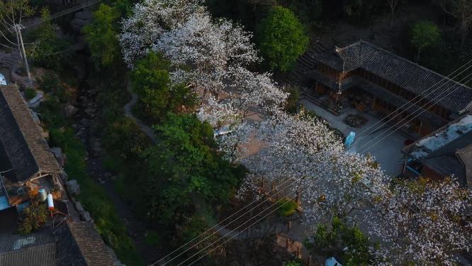 云南宁洱那柯里古镇兰花