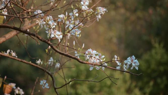 梨花视频春季白色梨花盛开特写