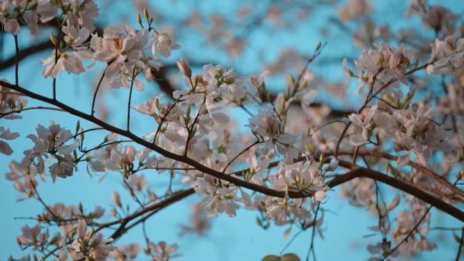 梨花视频蓝天下盛开的白色梨花