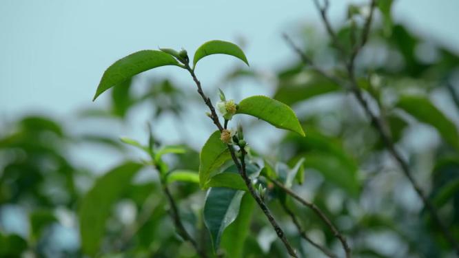 茶叶视频云南临沧冰岛古树茶特写