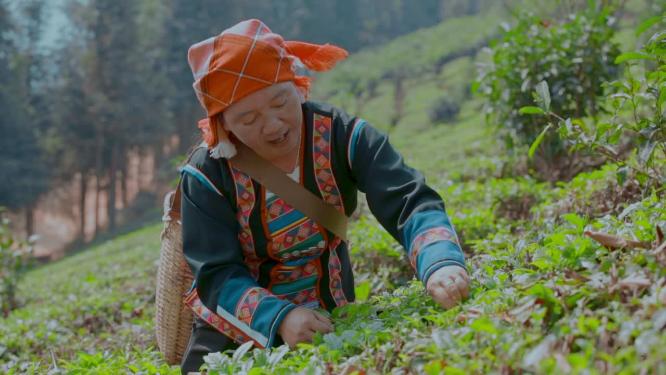 采茶视频云南普洱采摘茶叶民族妇女唱歌