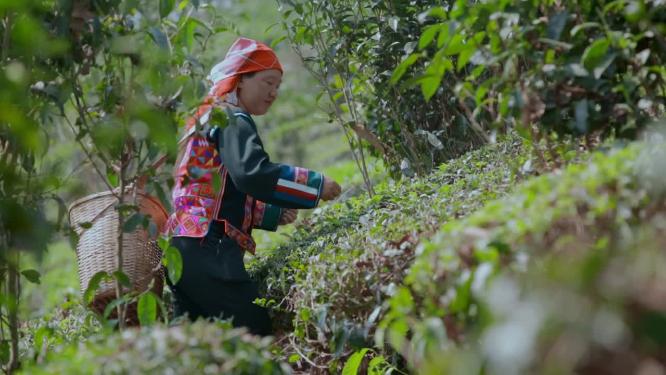采茶视频云南普洱采摘茶叶的民族妇女