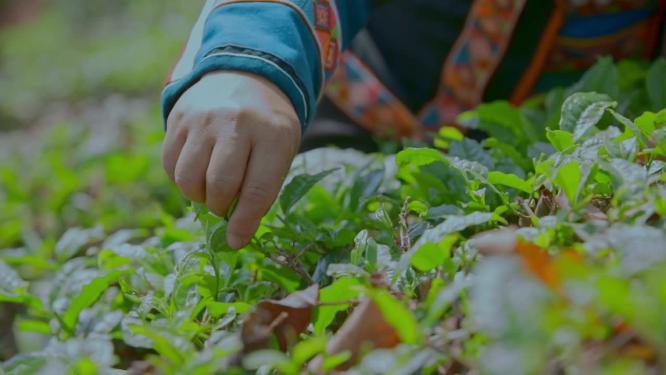 采茶视频云南普洱采摘茶叶的民族妇女手特写