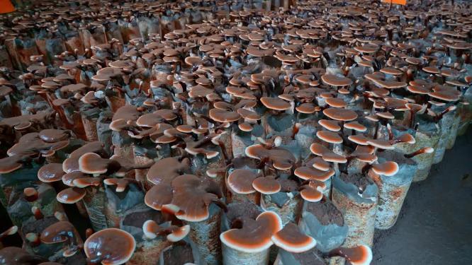 人工野生灵芝种植基地视频