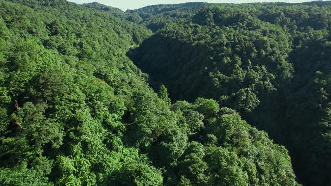 绿水青山视频云南昭通植被丰茂原始森林
