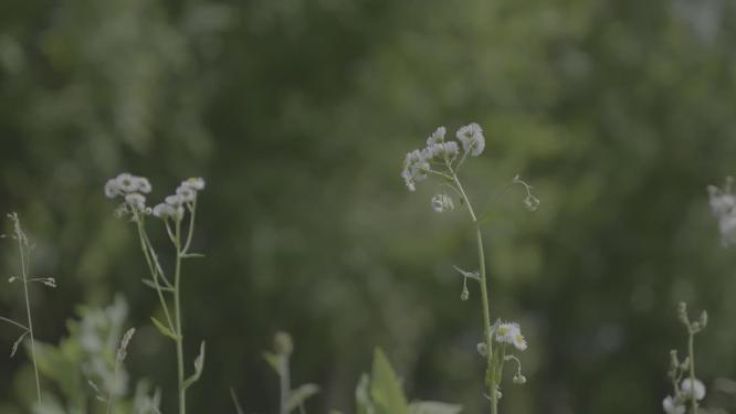 下沙消防公园空镜花花草草