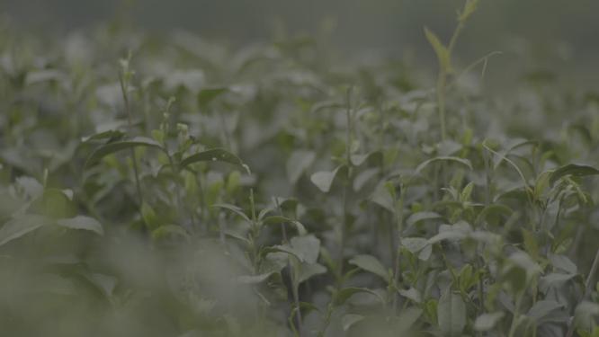 茶叶博物馆