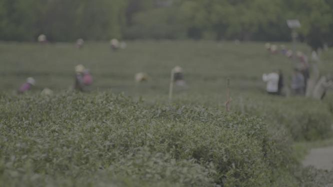 茶叶博物馆