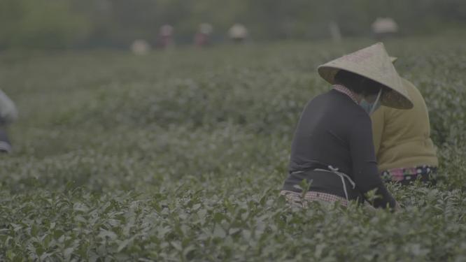 茶叶博物馆